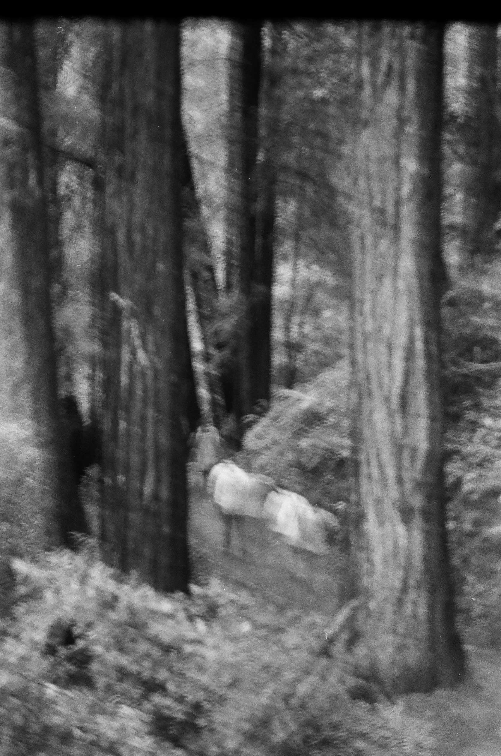 Misty redwood forest trail